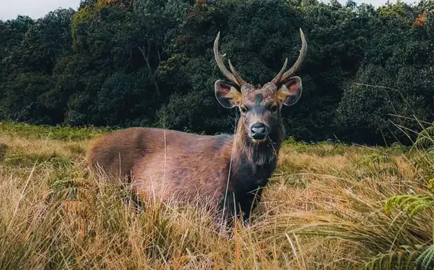 horton plains